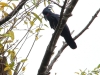 Palm Cockatoo at Chilli Beach