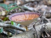 Fungi in rainforest