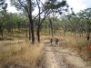 While tough going, Cape Melville NP is a picturesque, quiet and relaxing environment to be in.