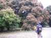 Huge Mango trees flowering profusely. Breeza Plains. Lakefield NP