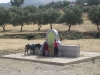 Watering up along the roadside