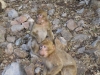 Barbary Apes at Lake Azegzal, Middle Atlas