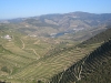 It\'s all about the vines. Douro river vineyards, near Porto. Portugal