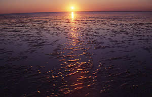 The tide's way out on the 80 Mile Beach