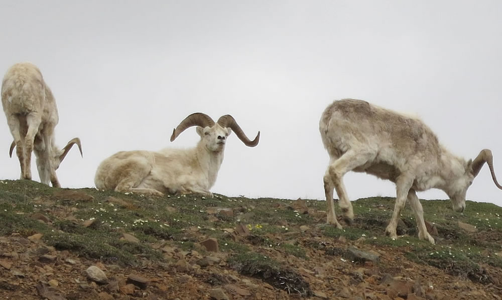 Dall sheep grazing nonchalantly on a rocky outcrop