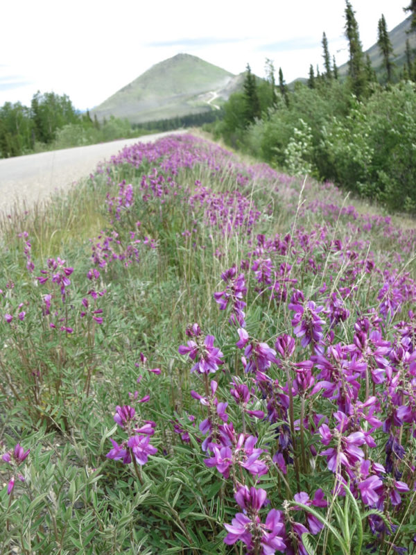 Long slow climbs over enigmatically named hills (Gobbler's Knob, Beaver Slide ...) provided the time to search for floral distractions