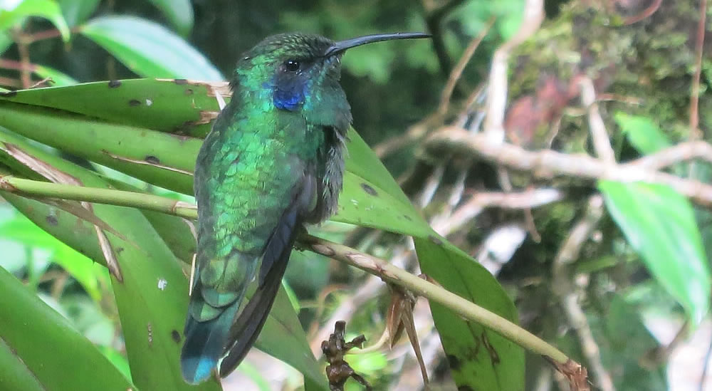 Video: Costa Rica and Panama