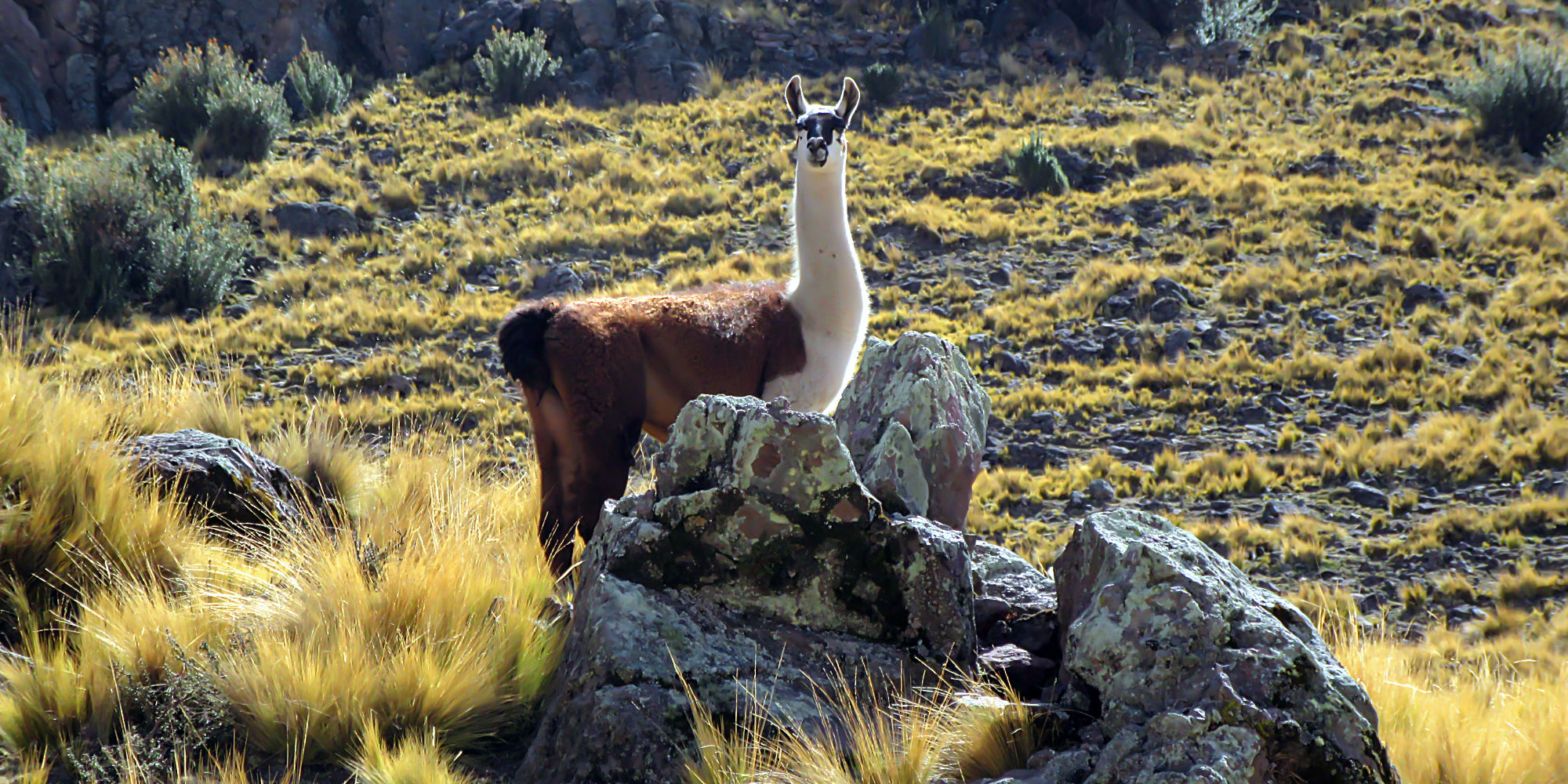 Peru:  the hills are alive with the sound of GRRIINGO!